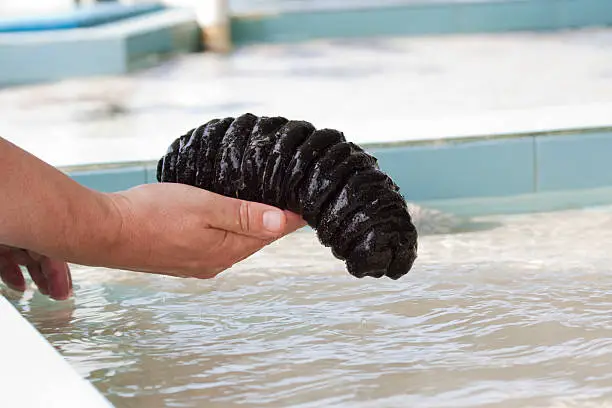 hand holding a sea cucumber - for more of Curacao   click here 