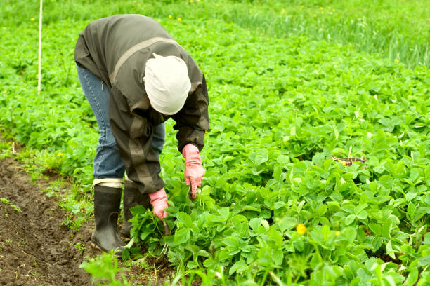 istock Young woman weed strawberries 124138355