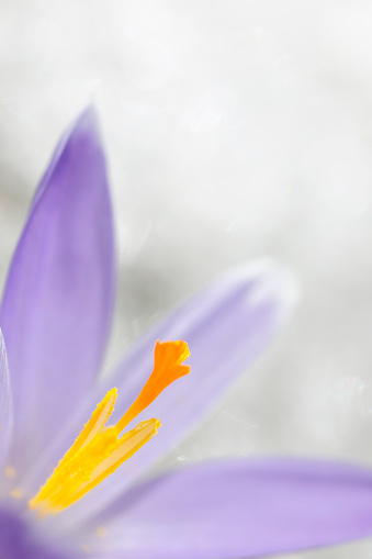 Close up of white crocus with purple stripes. The crocus is in a meadow. The flowers are covered with water droplets.