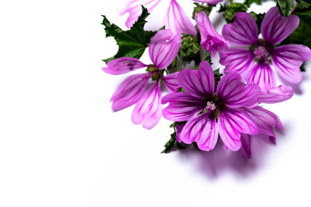 Malva sylvestris mallow flowers on white isolated closeup
