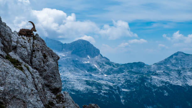 istock Capricorns in the Julian Alps 1241398393