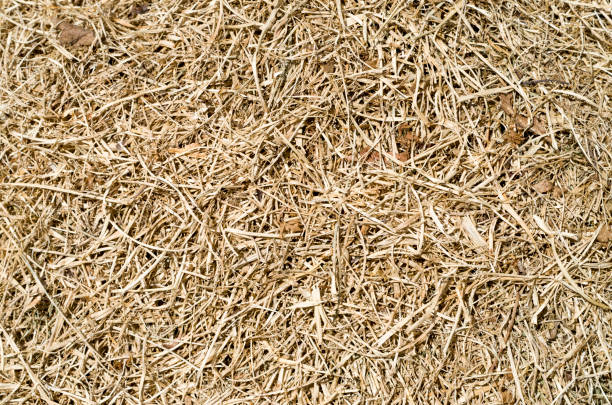 istock Old mowed yellow hay closeup 1241414059
