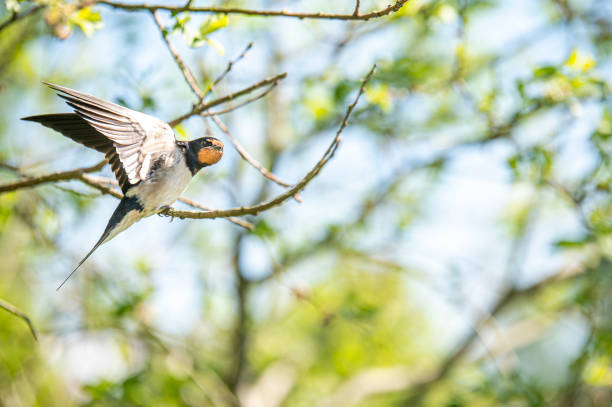 istock Young barn swallow stretching his wings on a twig. Preparing itself for a new flight. An adventure catching some nice and juicy insects. Shot on a comfortable warm spring day in holland, the netherlands. 1241423854