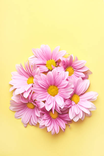 flores de margarida gerbera rosa no fundo amarelo. - gerbera daisy stem flower head pink - fotografias e filmes do acervo