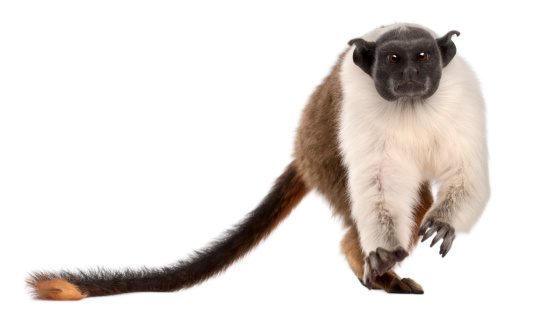 Pied tamarin, Saguinus bicolor, four years old, in front of white background.