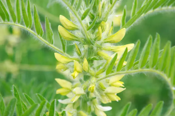 Astragalus close-up. Also called milk vetch, goat's-thorn or vine-like. Spring green background. Wild plant.