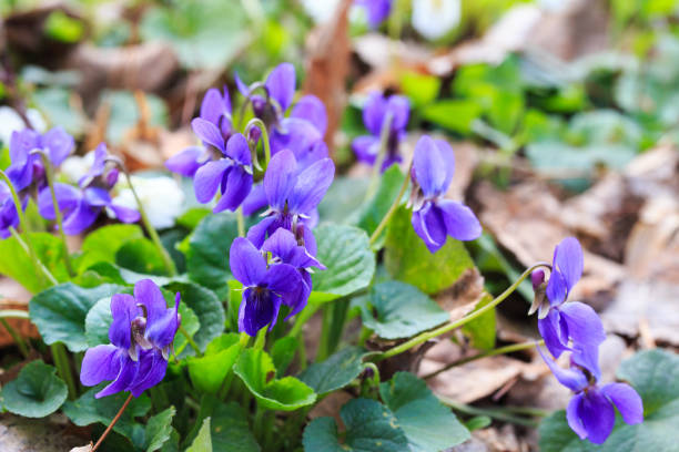 istock Spring flowers. Violet violets flowers bloom in the spring forest. Viola odorata. Beautiful banner of natural 1241428340