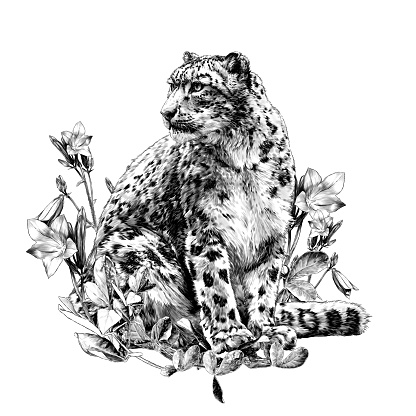 snow leopard animal sitting at full height and looking sideways composition decorated with bell flowers and leaves, sketch vector graphics monochrome illustration on a white background