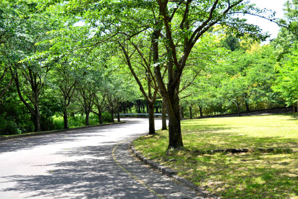 istock The park where green is bright 1241429790