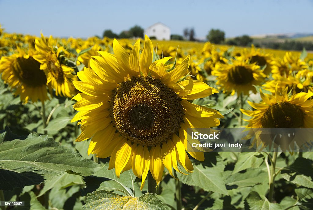 Sunflowers'field - Lizenzfrei Agrarbetrieb Stock-Foto