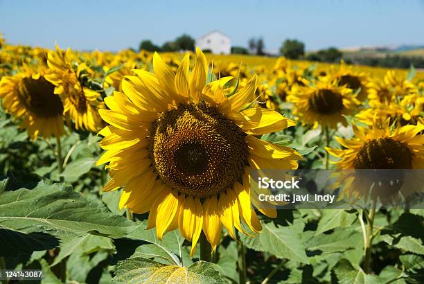 Sunflowersfield Stockfoto und mehr Bilder von Agrarbetrieb - Agrarbetrieb, Andalusien, Arcos de la Frontera