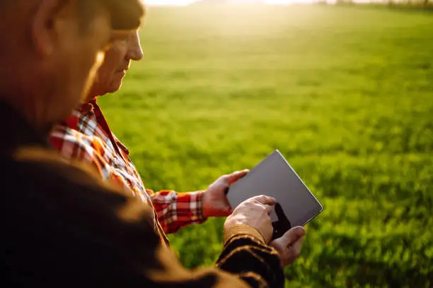 Farmers reading and discussing a report in a tablet computer on an agriculture field at sunset. Checking wheat field progress.The concept of the agricultural business.