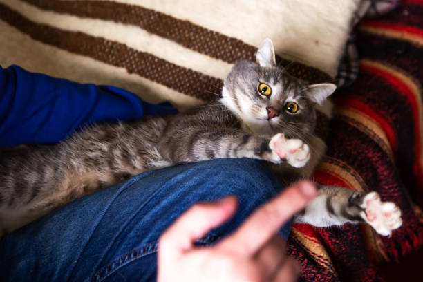 istock Man plays with cat at home. 1241436762