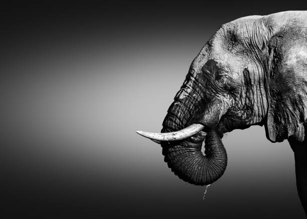 Elephant bull, Loxodonta africana, close-up portrait drinking water Elephant bull, Loxodonta africana, close-up portrait drinking water with its trunk in its mouth dripping water in black and white. Fine art. botswana photos stock pictures, royalty-free photos & images