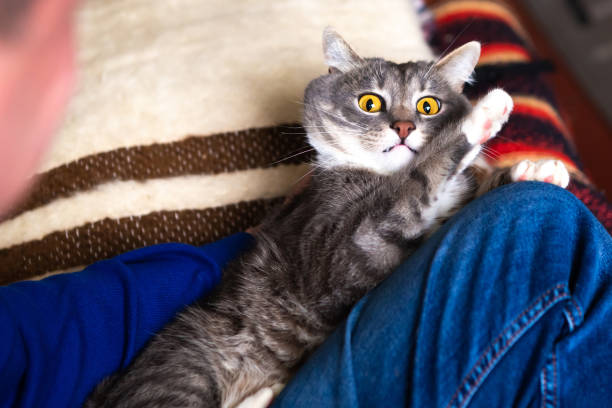 istock Man plays with cat at home. 1241437315