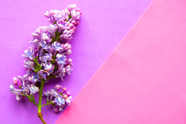 istock Lilac blooming branch on purple background. Copy space for the text 1241438372