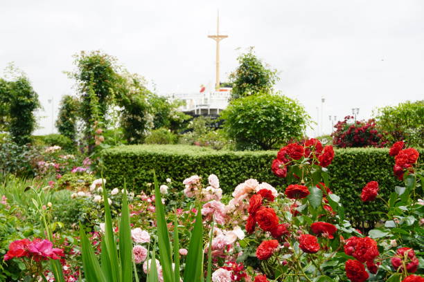 Rose blooming in Yamashita Park