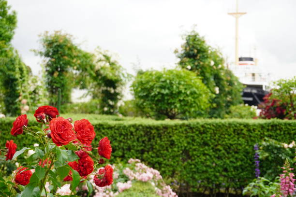 istock Rose blooming in Yamashita Park 1241444658