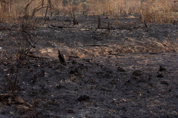istock Destruction of forest fires 1241446927