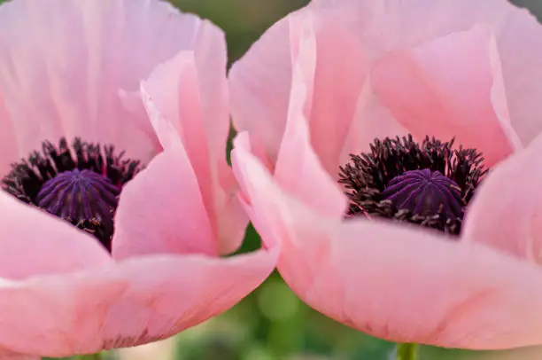 Large, beautiful pink poppy blossoms light, glorious and splendid in a garden, elegant and romantic bloom