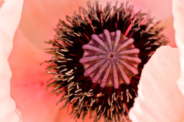 large, beautiful pink poppy blossoms light, glorious and splendid in a garden - oriental poppy poppy close up purple imagens e fotografias de stock