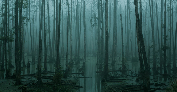 Pantano vacío y brumoso en el bosque de mal humor photo