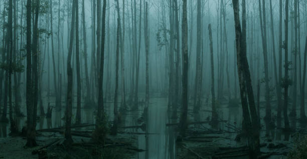 Empty, misty swamp in the moody forest with copy space
