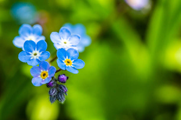 Close-up photo of small blue Forget-me-nots flowers off-centre isolated from green background.