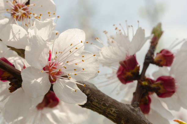 istock Closeup of fruit tree flowers 1241456813