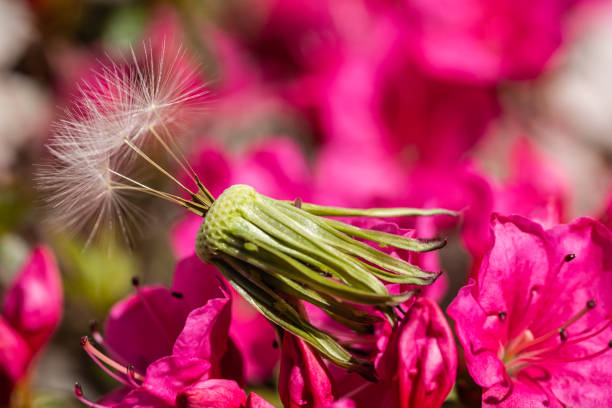 Close up photograph of Dandelion seed head with only handful of seeds on pink background.