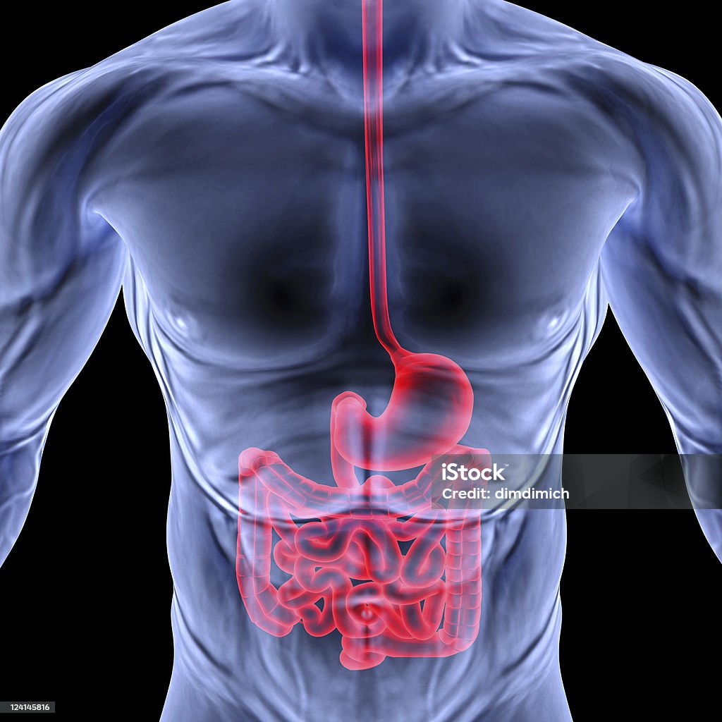 intestine the human body by X-rays. intestine highlighted in red. Abdomen Stock Photo