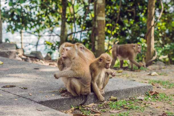 istock A macaca monkey, Khao Toh Sae Viewpoint on the Highest Hill in Phuket, Thailand 1241458177