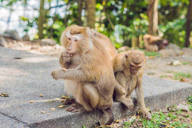 istock A macaca monkey, Khao Toh Sae Viewpoint on the Highest Hill in Phuket, Thailand 1241458182