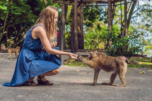 istock Woman feeds the monkey whith nuts 1241458256
