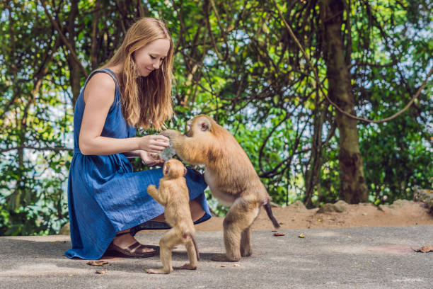 istock Woman feeds the monkey whith nuts 1241458516