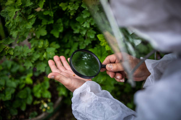 istock The farmer controls the yield of fruit and writes data useful for further maintenance work 1241463755