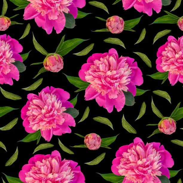 Pink peony flowers seamless pattern on black background. Beautiful blooming head for textile, website floral design. Rose colored Paeonia lactiflora plants with green leaves. Colorful peonies petals.