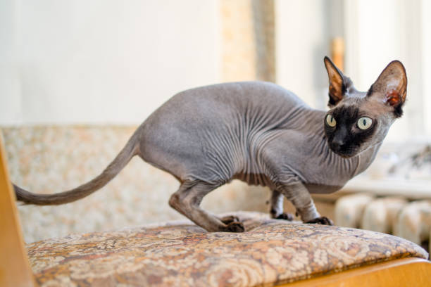 istock Cute alert sphinx cat on a chair. 1241470845