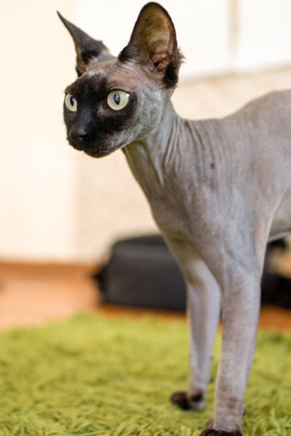 istock Sphynx cat portrait with a black muzzle stands on its paws. 1241470855