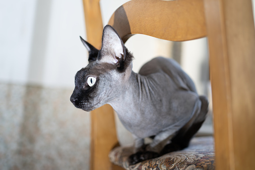 Cute sphinx cat on a chair. Sits and looks away