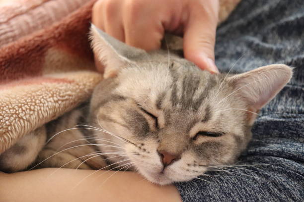 istock A cat with a look that feels comfortable with its eyes closed and stroked. 1241471426