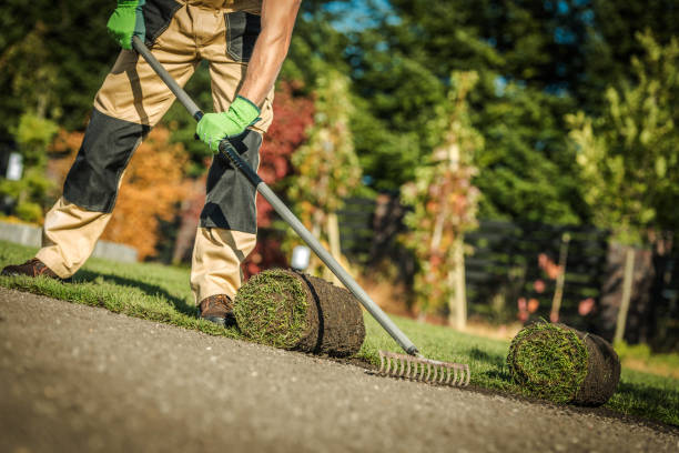 istock Gardening Company Worker Installing Fresh Natural Grass 1241473254