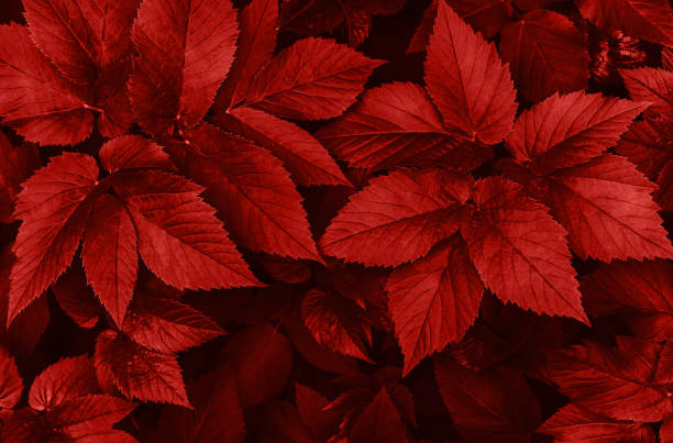 istock Perfect natural fresh grass pattern background. Blood red dark and moody backdrop for your design. Top view. 1241474877