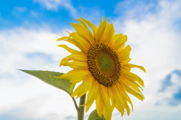 istock Sunflower flower against the white-blue sky 1241477579