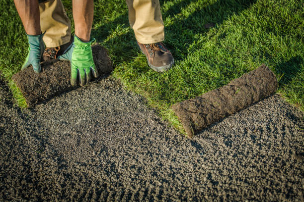 istock Residential Lawn Grass Installation From Rolls 1241482075