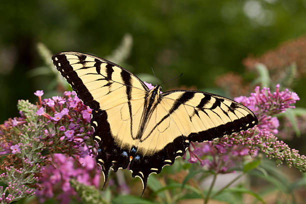 istock The two-tailed Tiger Swallowtail, Papilio multicaudata  butterfl 124148271