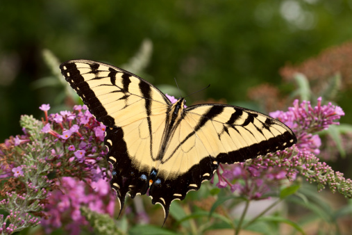 The two-tailed Tiger Swallowtail, Papilio multicaudata  butterfly in Central Park in August