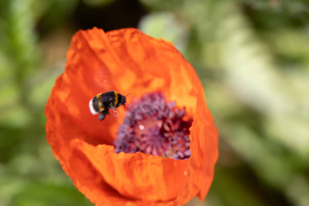 Macro image of a flying bumblebee in a poppy flower