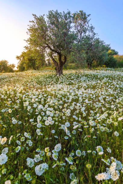 Artedia flowers meadow with an olive tree, Israel White artedia flowers meadow with an olive tree in the background - Mediterranean flora, Ayalon Valley Israel avena fatua stock pictures, royalty-free photos & images