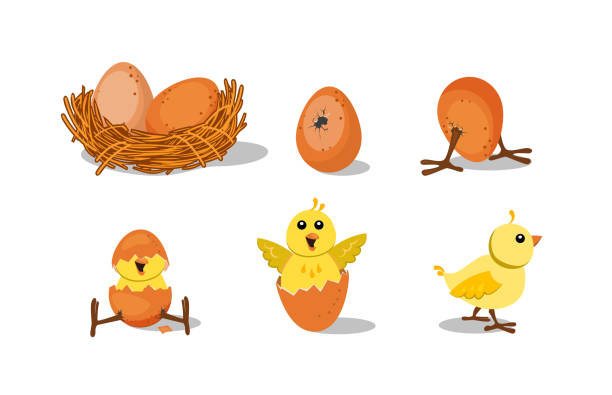 ilustraciones, imágenes clip art, dibujos animados e iconos de stock de conjunto de eclosión de polluelos lindo - animal egg incubator equipment horizontal